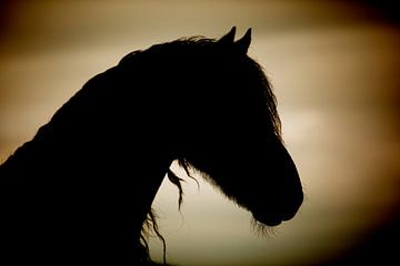 Paard silhouet van Kim van Beveren