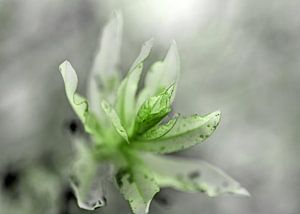 Blütenblatt grün van Roswitha Lorz