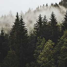 Landschaft im nebligen Wald von IamHome Studio