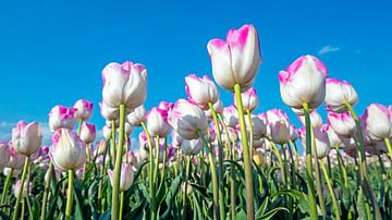 Bloeiende tulpen in de velden in de lente in Nederland van Eye on You