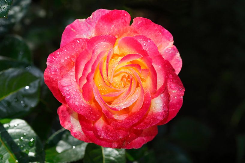 Rote Edelrose von Torsten Krüger