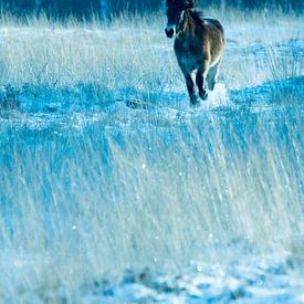 Horse in the snow by Jouke Wijnstra Fotografie