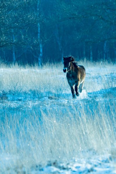Horse in de the snow van Jouke Wijnstra Fotografie