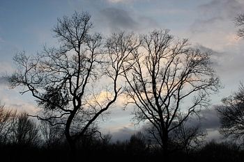 Trees on a spring evening