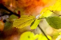 autumn leaves