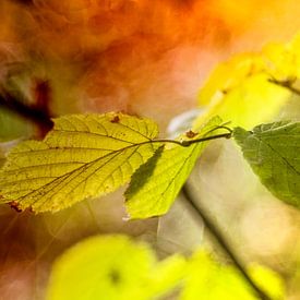 autumn leaves van anouk smit