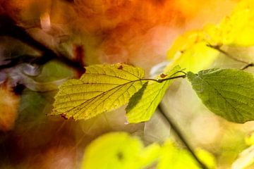 autumn leaves von anouk smit
