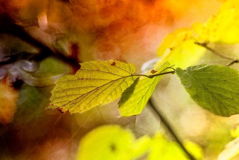 autumn leaves by anouk smit