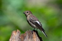Pied flycatcher
