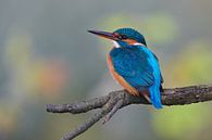 Eisvogel von Eisvogel.land - Corné van Oosterhout Miniaturansicht