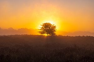 Die Drentse Heide bei Sonnenaufgang