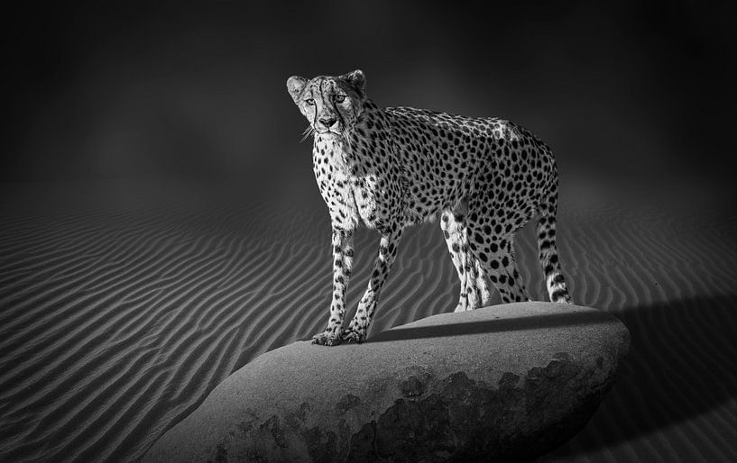 Portrait d'un guépard par Chris Stenger