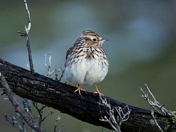 Alouette des champs dans les dunes d'approvisionnement en eau d'Amsterdam