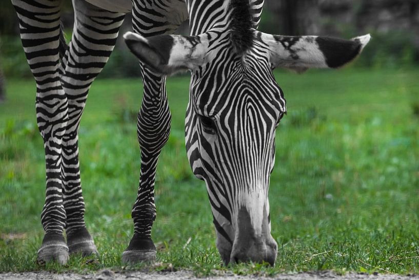 the zebra eats bright green grass, the muzzle and parallel legs are large by Michael Semenov