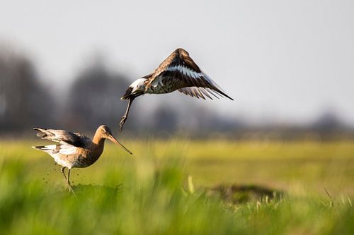 Parende Grutto's in de Alblasserwaard in het laatste avondzonnetje van de dag. In de Donkse Laagten