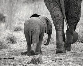 elephant by Ralf Linckens