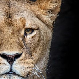 Leeuwin op zwart van Janine Bekker Photography