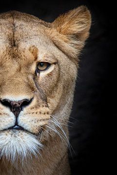 Leeuwin op zwart van Janine Bekker Photography