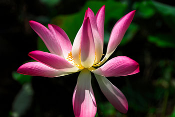 Fleur de lotus sur un billabong