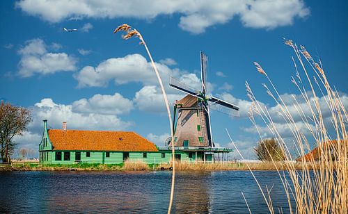 Molen de Paauw bij Nauerna, Nederland