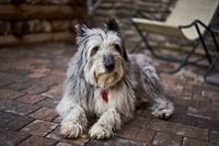 The Old Dog
