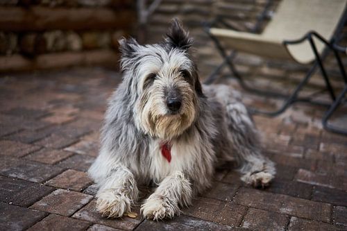Vieux chien