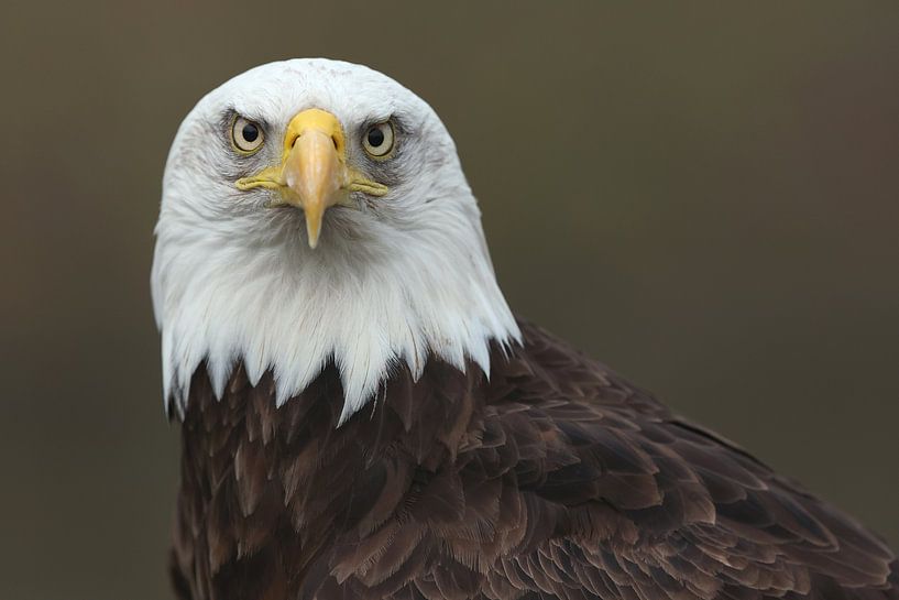 Bald Eagle (Haliaeetus leucocephalus) by Ronald Pol