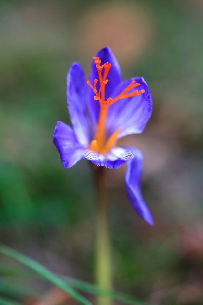 Charming Autumn Crocus by Thomas Jäger