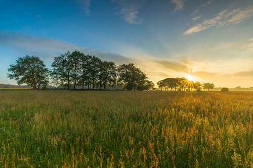 Landschap, zonsopkomst weiland met bomen