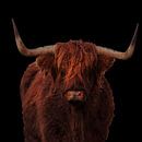 Portret van een Schotse hooglander van Menno Schaefer thumbnail
