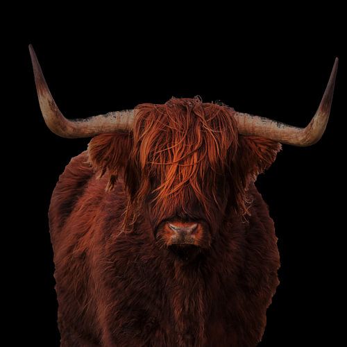 Portrait of a Scottish Highlander