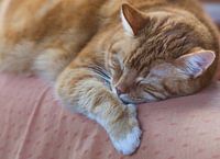 Sleeping red cat on a bench