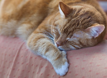 Sleeping red cat on a bench