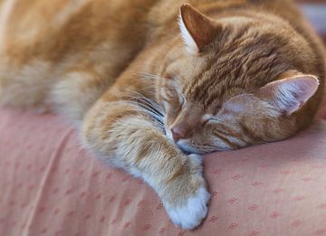 Slapende rode kat op een bank van Henk Vrieselaar