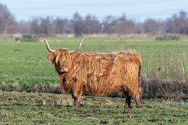 Schotse Hooglander van Merijn Loch