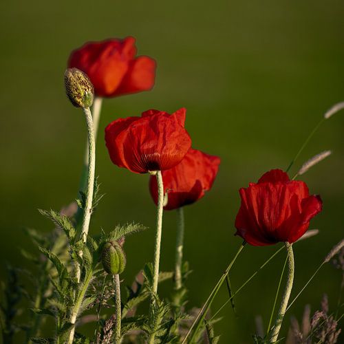 Poppies in the evening light