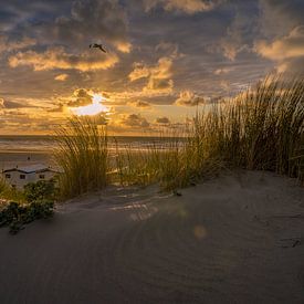 La beauté des dunes hollandaises. sur justus oostrum