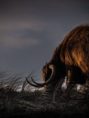 Highlander écossais