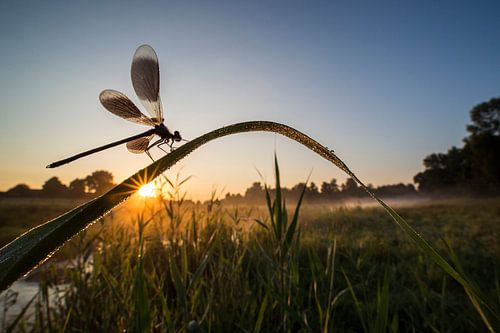  banded demoiselle