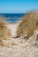 Sand dunes at the Baltic Sea