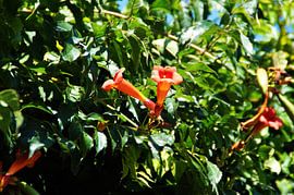 Trumpet Flower
