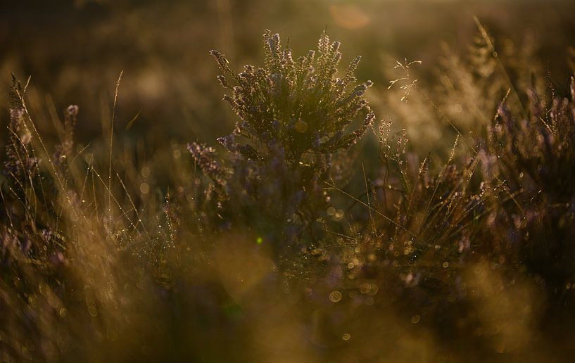 Heideland in warmem Sonnenlicht von Michel Knikker