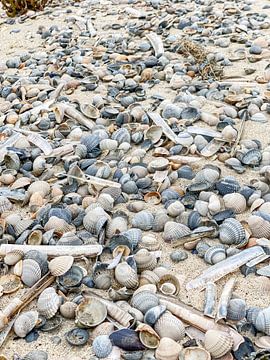 shells by Hanneke Bantje