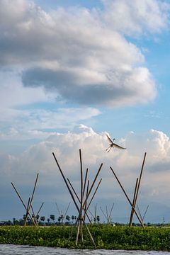 Heron flies over a lake. by Floyd Angenent