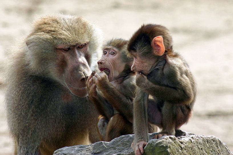 Mantelbaviaan-familie 2 by san image