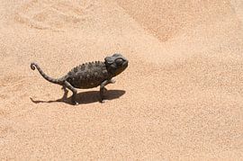 Namibia by wim verrijp