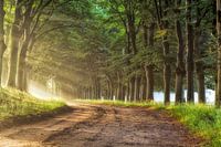 Rays of Light