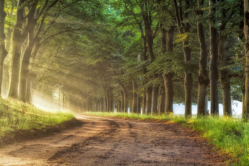 Rays of Light van Hans Soowijl