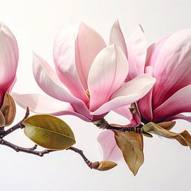 Magnolia : Pure Genesis 3/3 sur Martin Mol