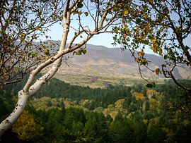 Berkenboom op de Etna vulkaan van Sjoukje Bouman | Photography & Art Studio